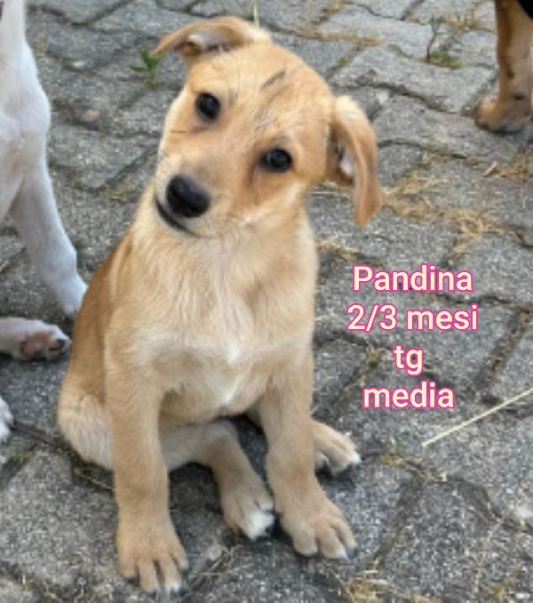 SALVA UN CUCCIOLO! Foto 6
