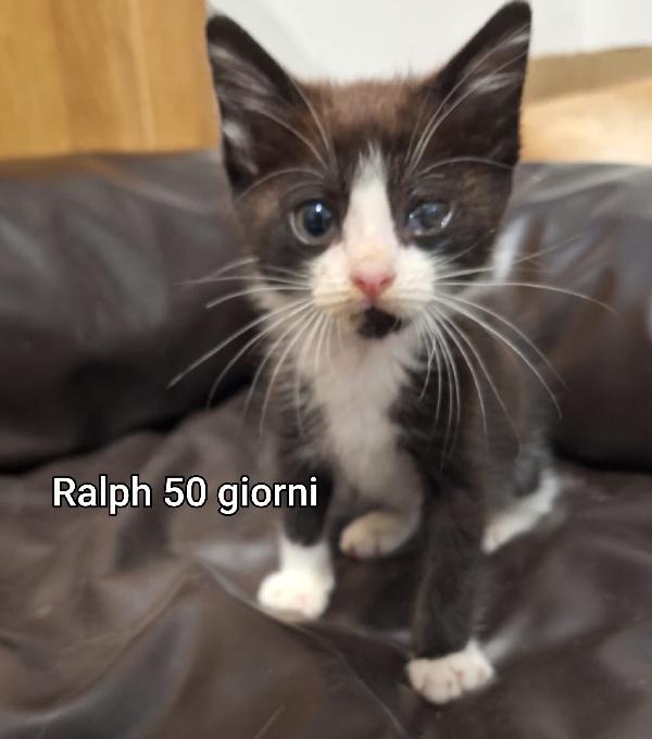 MICINI BISOGNOSI DI FAMIGLIE  Foto 7
