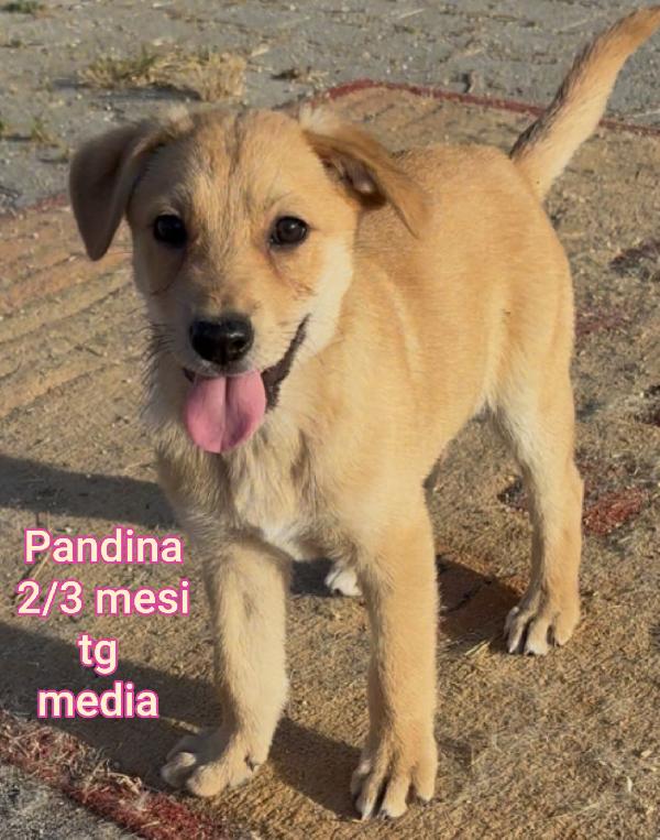 Adorabili cuccioli in adozione  Foto 4