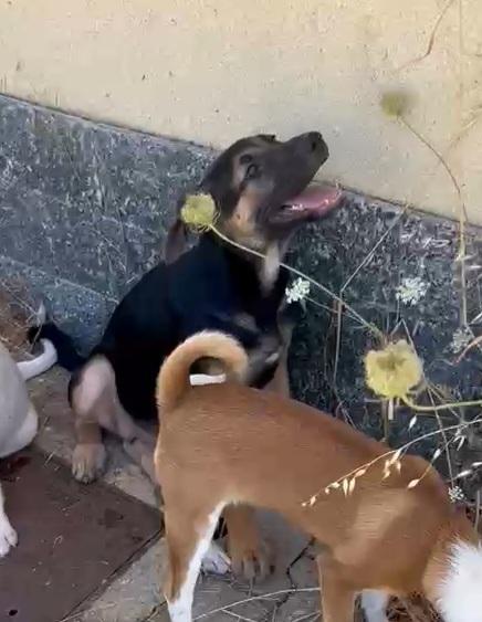 Salvate Tara, cucciola pastorina  Foto 3