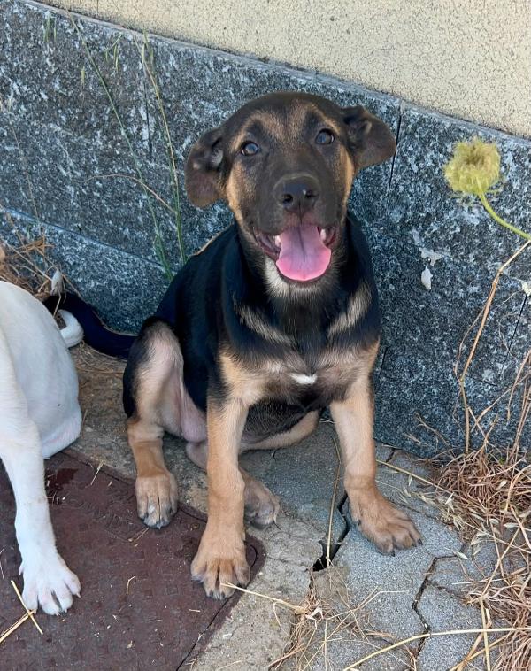 Salvate Tara, cucciola pastorina  Foto 4