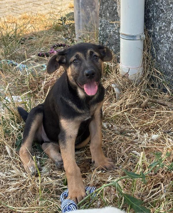 Salvate Tara, cucciola pastorina  Foto 5