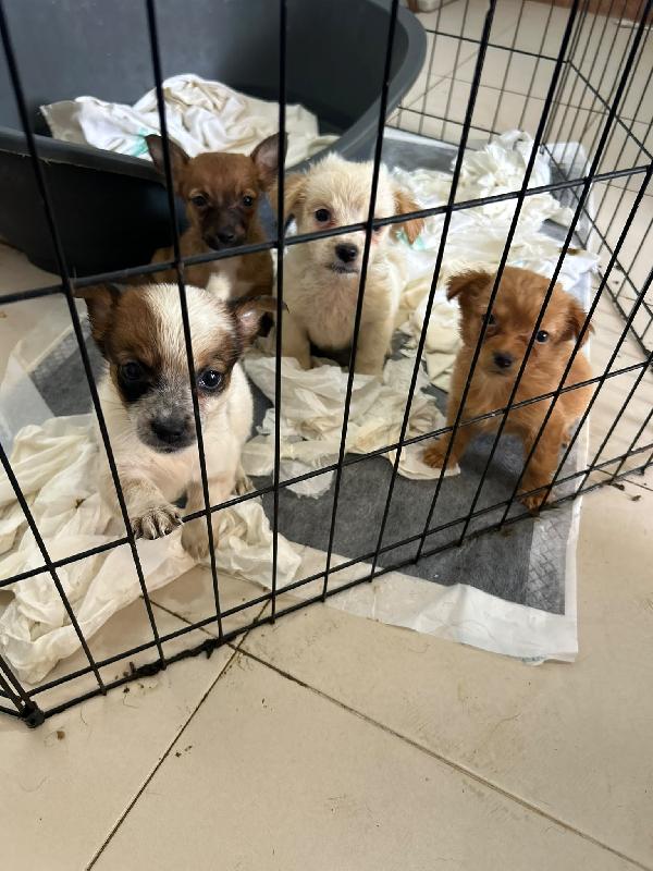Cani Piccoli, Taglia Small