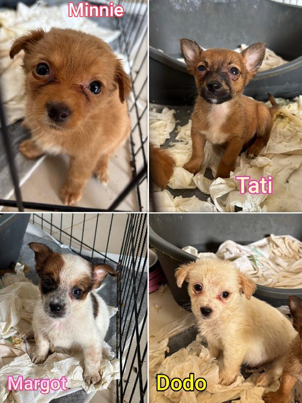 Cani piccoli, taglia small Foto 2