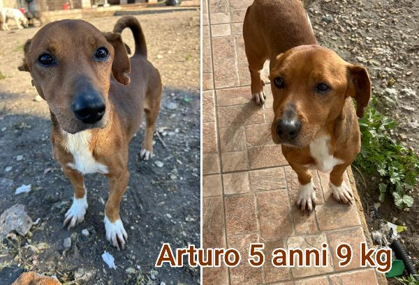 Cani piccoli, taglia small Foto 6