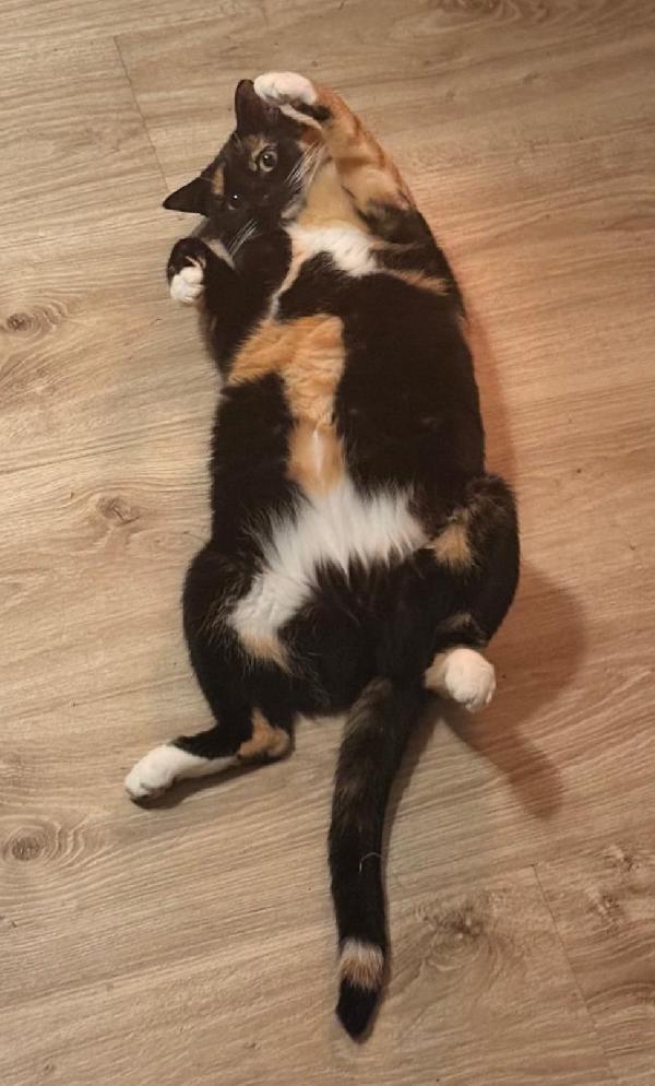 Gatto