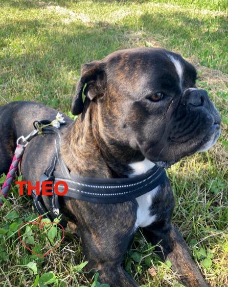 Teo Boxer Puro Di 9 Mesi