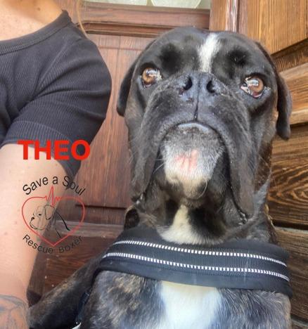 teo boxer puro di 9 mesi Foto 2