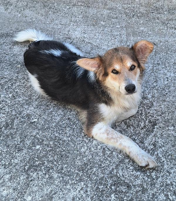 Kaan 8 Mesi Mix Border Collie 