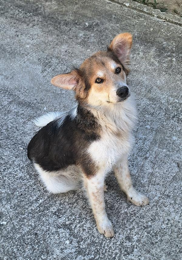 Kaan 8 mesi mix border collie  Foto 3