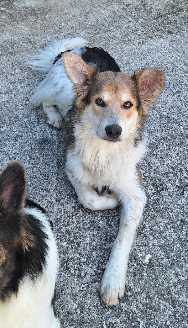 Kaan 8 mesi mix border collie  Foto 4
