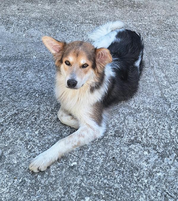 Kaan 8 mesi mix border collie  Foto 5