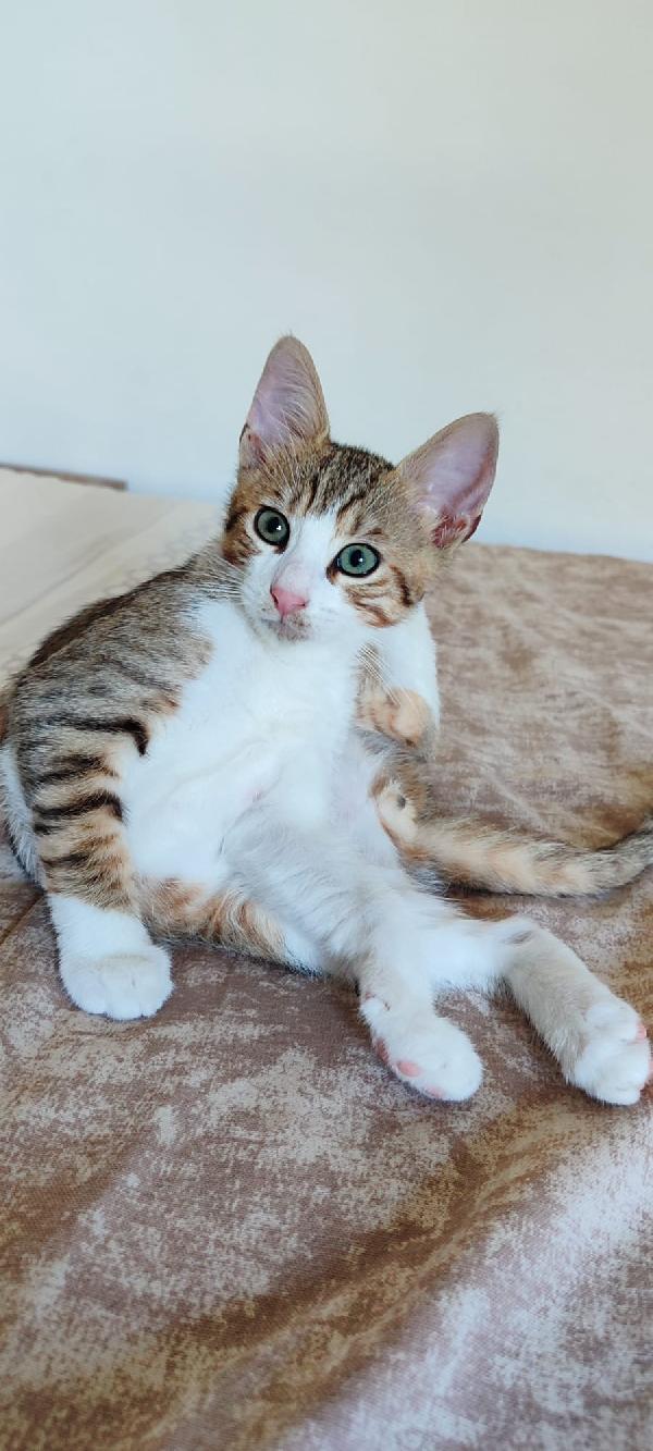 Garfield micino dai bellissimi occhioni Foto 2