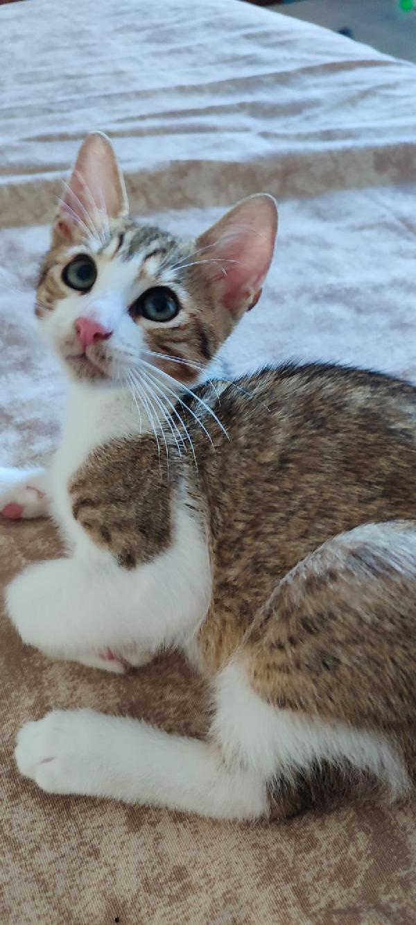 Garfield micino dai bellissimi occhioni Foto 3