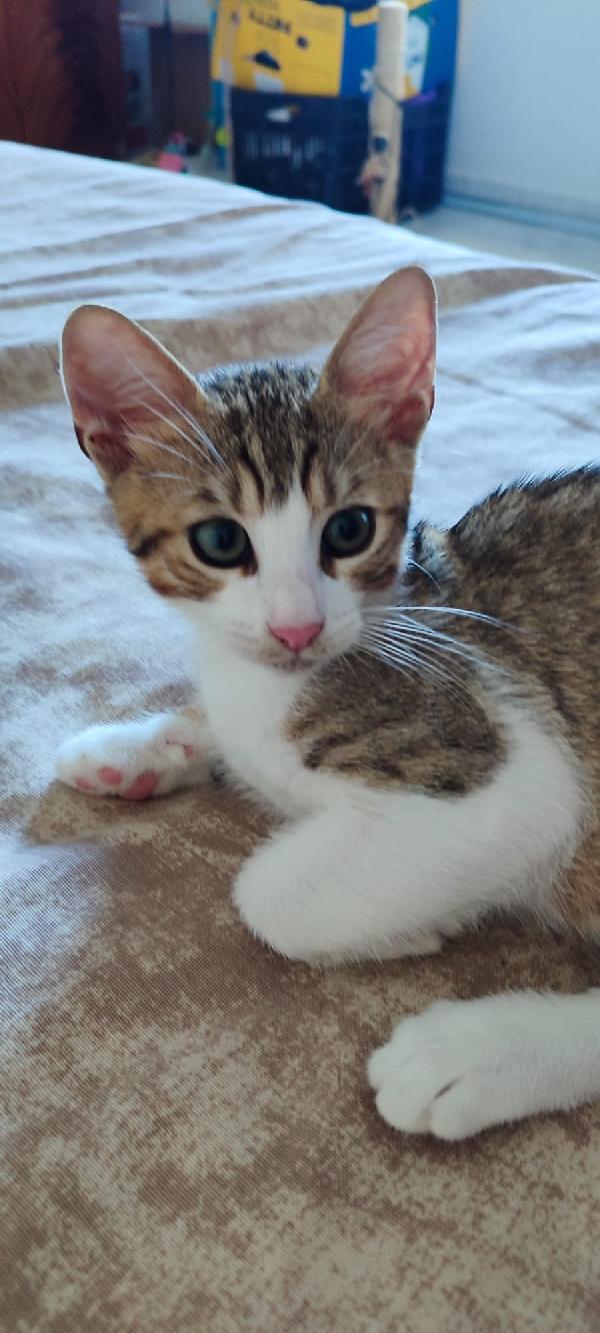 Garfield micino dai bellissimi occhioni Foto 4