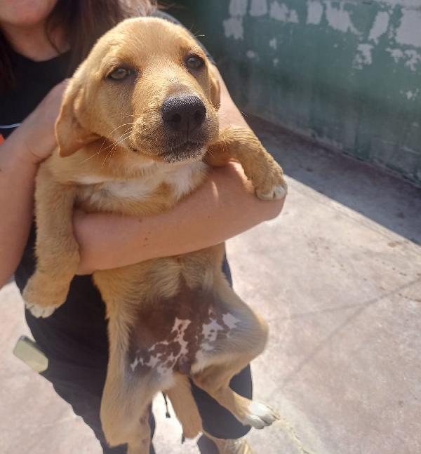Kira Tenera Cucciola Taglia Medio Piccola 