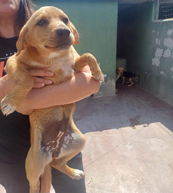 Kira tenera cucciola taglia medio piccola  Foto 2