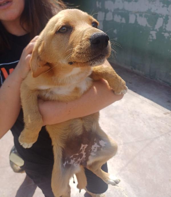 Kira tenera cucciola taglia medio piccola  Foto 3