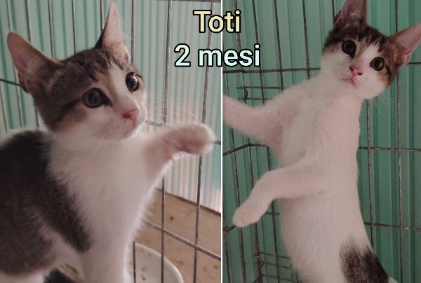 Miciottini Bellissimi 