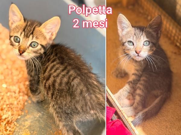 Miciottini bellissimi  Foto 3