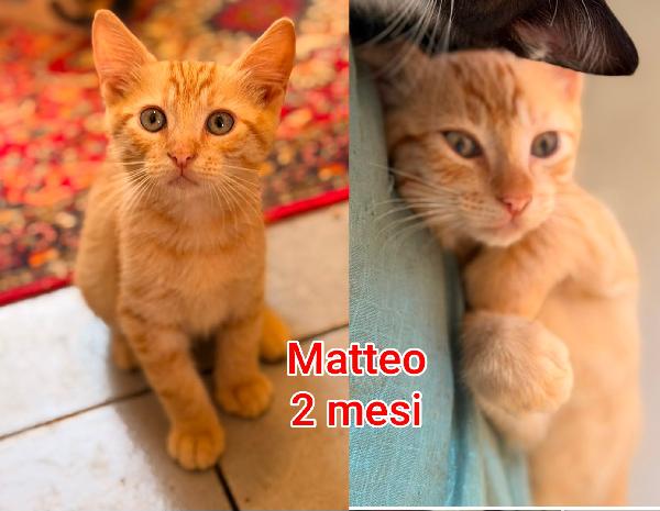 Miciottini bellissimi  Foto 4