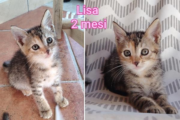 Miciottini bellissimi  Foto 11