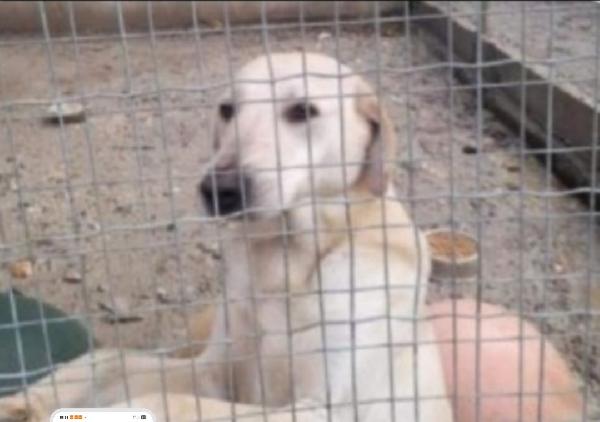 Lucas 5Anni Entrato In Canile Cucciolo! Calabria