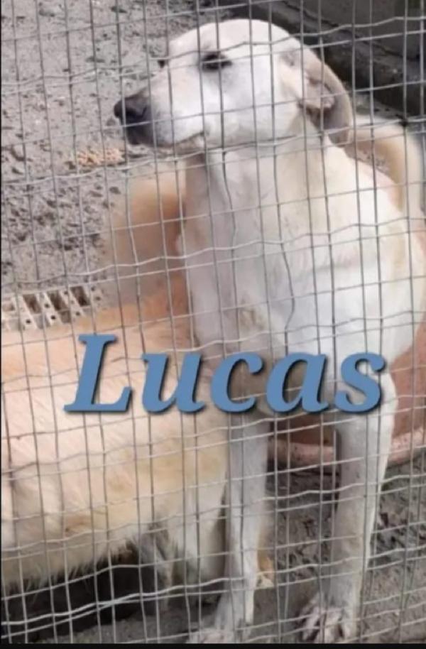 Lucas 5anni entrato in canile cucciolo! CALABRIA Foto 2