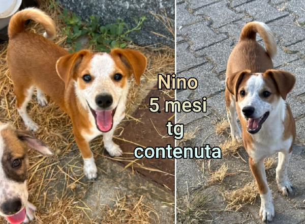 CUCCIOLOTTI ABBANDONATI  Foto 5