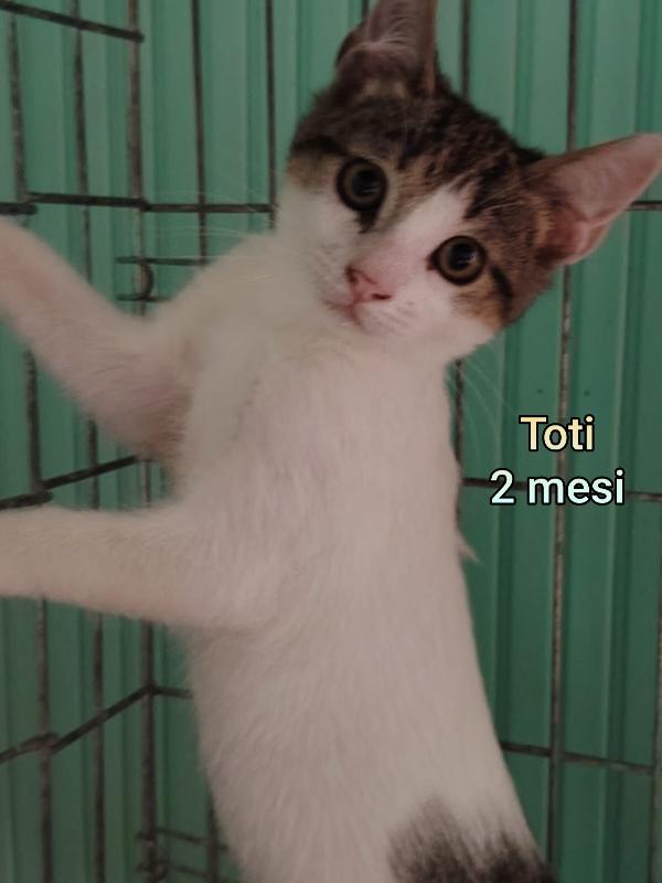 Siamo Sommerse Dai Gattini 