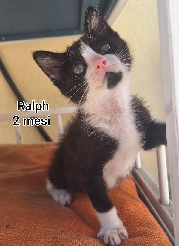 Siamo sommerse dai gattini  Foto 2