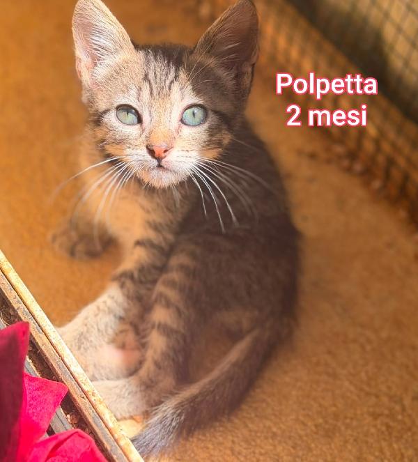Siamo sommerse dai gattini  Foto 4