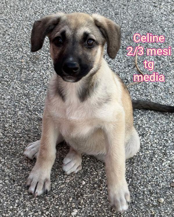Salvate un cucciolo  Foto 4