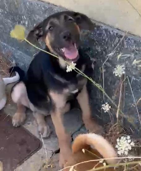 Pastorina di 3 mesi Foto 2