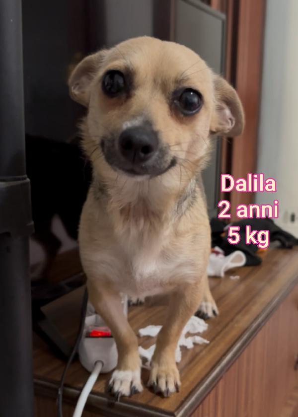 Questi Piccoli Cagnolini Cercano Casa