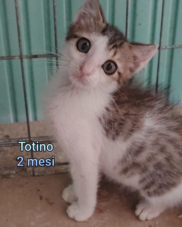 TANTI MICINI SOLI Foto 8