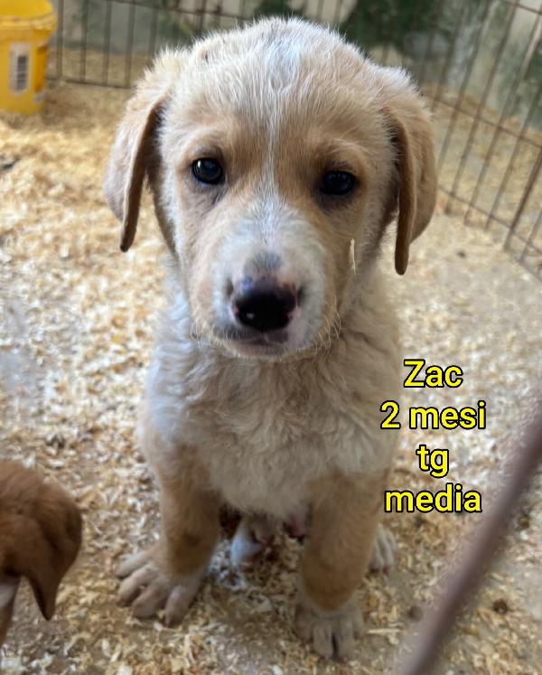 Tanti Cuccioli In Rifugio 