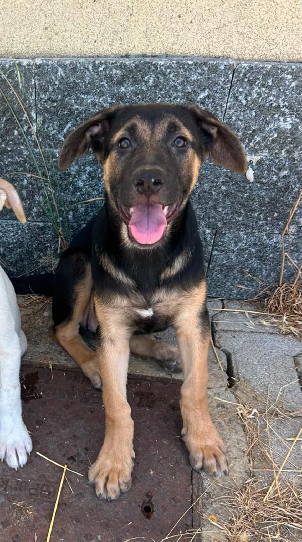 Cucciola Mix Pastore Tedesco 