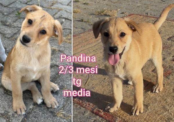 Ancora tanti cuccioli soli Foto 3