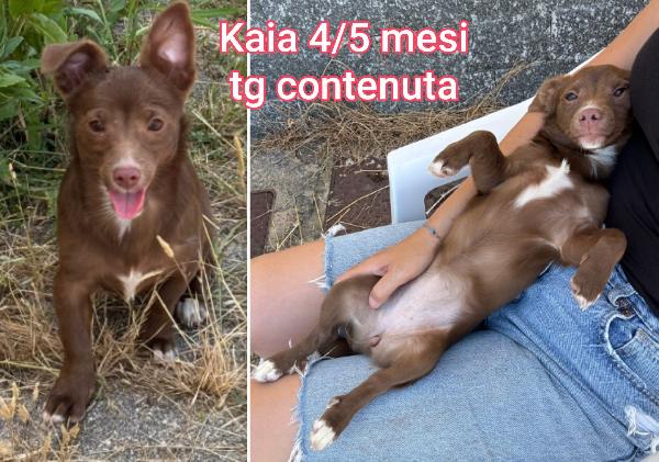 Ancora tanti cuccioli soli Foto 7