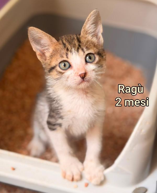 Adottate Un Gattino