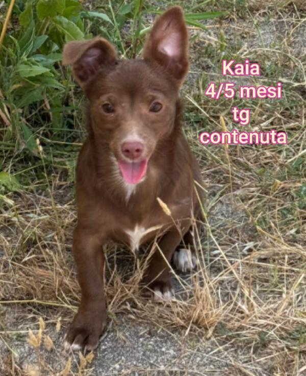 SALVATE UN CUCCIOLO  Foto 3
