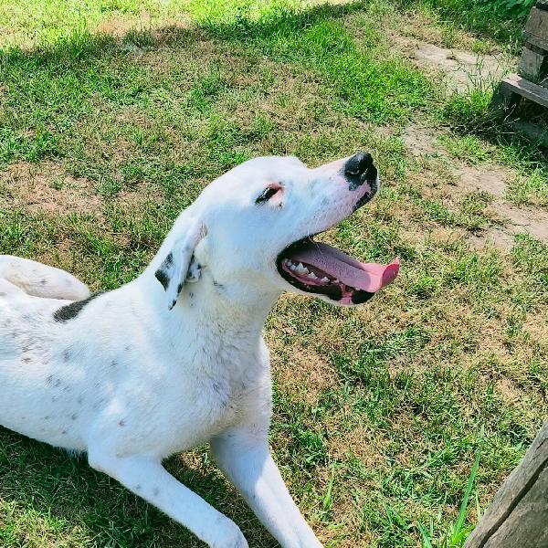 Rosario, Cucciolone Mix Dalmata-Dogo