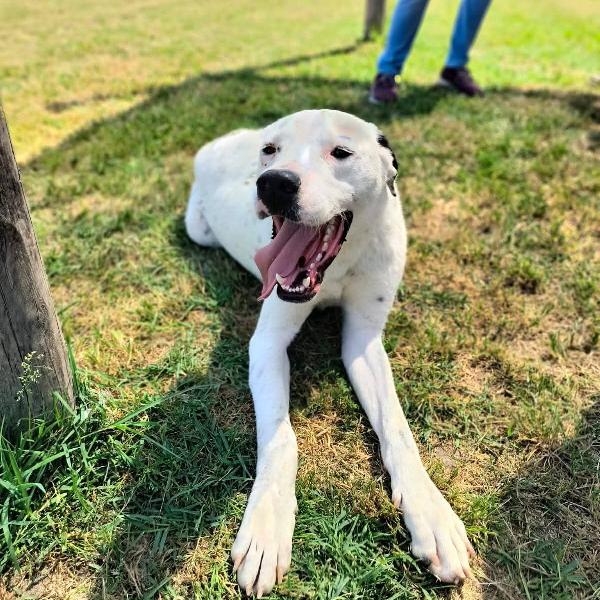 Rosario, cucciolone mix dalmata-dogo Foto 2