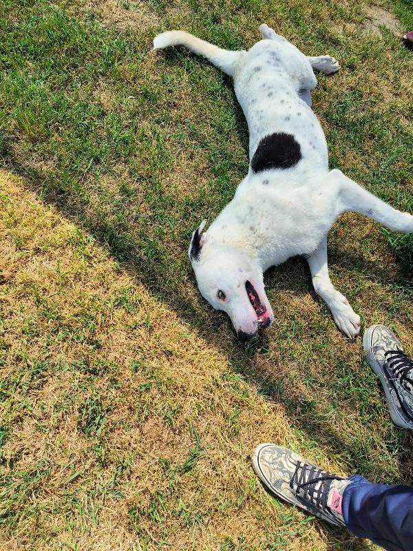 Rosario, cucciolone mix dalmata-dogo Foto 4