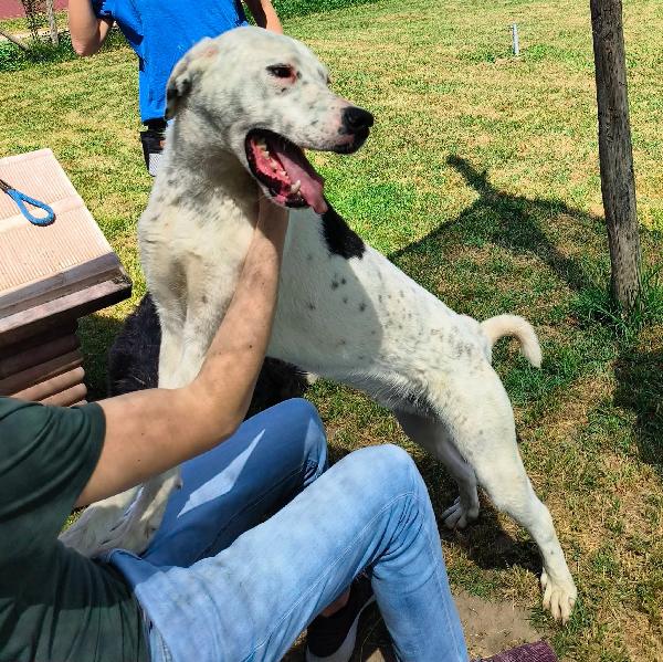 Rosario, cucciolone mix dalmata-dogo Foto 5