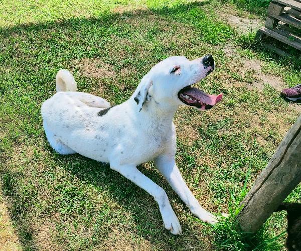 Rosario, cucciolone mix dalmata-dogo Foto 8