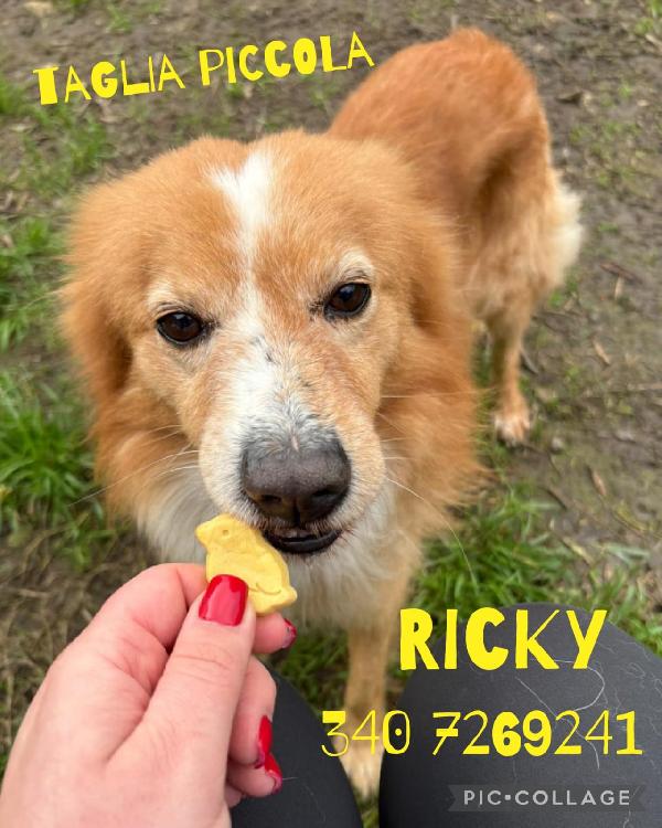 Ricky..dolce Batuffolo Simil Volpino