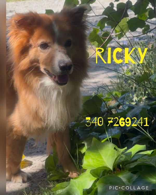 Ricky Un Musetto Dolcissimo 