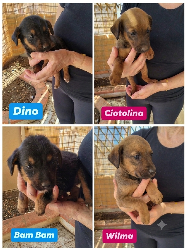 4 Cucciolotti Cercano Casa 